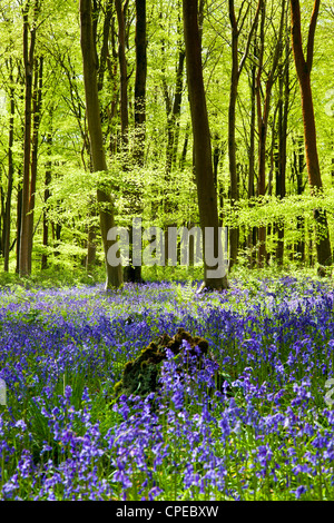 Gefleckte Sonnenschein fällt durch frische grüne Laub im Buche der Glockenblumen in England, UK Stockfoto