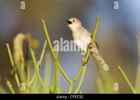 Klappern Cisticola Cisticola Chiniana Gesang von Vegetation im Friedhof, Negele, Äthiopien im März. Stockfoto