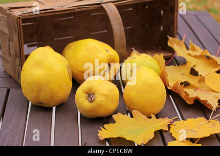 Korb mit Quitten und Herbst Blätter auf Gartentisch Stockfoto