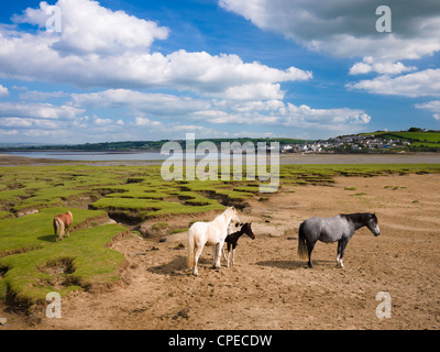 Ponys auf Skern Salzebenen von Northam Burrows Country Park mit Appledore in der Ferne, Devon, England. Stockfoto