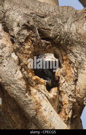 Silbrig-cheeked Hornbill Bycanistes Brevis weibliche schließen sich in Schachteln Loch am See Awassa, Äthiopien im Februar. Stockfoto