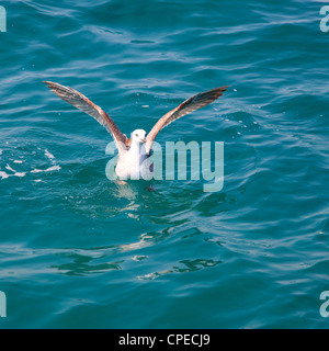 Vogel Möwe auf Meerwasser im blauen Ozean Stockfoto