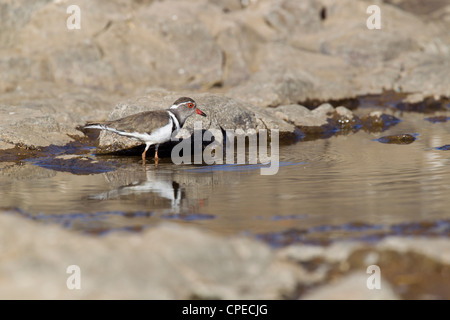 Drei-banded Plover Charadrius Tricollaris Futtersuche in der Nähe von Muka Turi, Äthiopien im Februar. Stockfoto