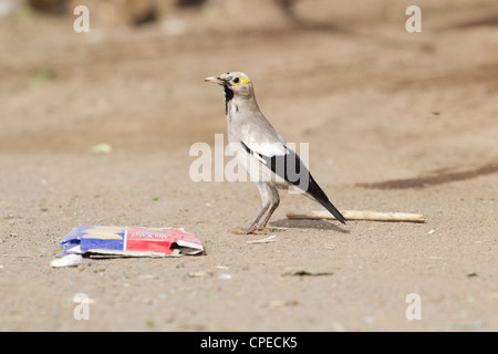 Wattled Starling Creatophora Cinerea männlich schmieden unter Müll am See Beseka, Metahara, Äthiopien im Februar. Stockfoto