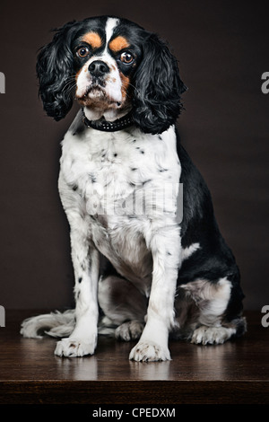 Cavalier King Charles Spaniel Portrait Stockfoto