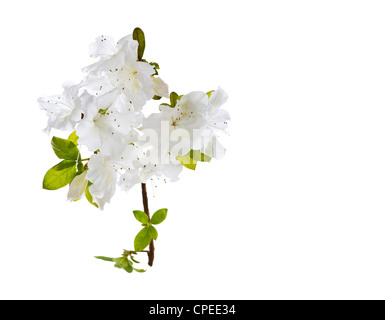 Schöne wilde Blumen in voller Blüte auf weißem Hintergrund Stockfoto