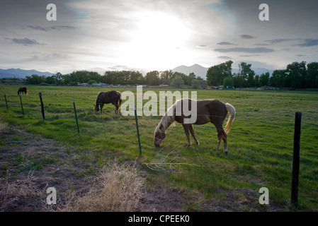 Pferde grasen auf der Weide am Rand der kleinen Bergstadt Salida, Colorado, USA Stockfoto