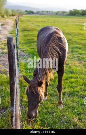 Pferde grasen auf der Weide am Rand der kleinen Bergstadt Salida, Colorado, USA Stockfoto