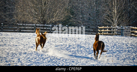 Zwei junge Pferde galoppieren über Schnee bedeckt Weide. Stockfoto