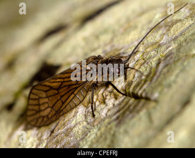 Erle fliegen (Sialis Arten, wahrscheinlich Lutaria) Stockfoto