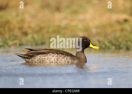 Gelb-billed Ente Anas Undulata Schwimmen im Pool in der Nähe von Debre Libanos, Äthiopien im Februar. Stockfoto