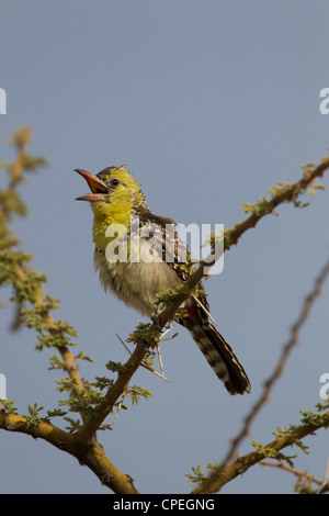 Gelb-breasted Barbet Trachyphonus Margaritatus weiblich Bilen Lodge, Awash-Nationalpark, Äthiopien im Februar anlaufen. Stockfoto