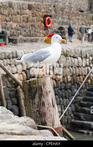 Möwe vor Clovelly Hafen Steg. Historische Privatbesitz traditionellen Devon Dorf. England Stockfoto