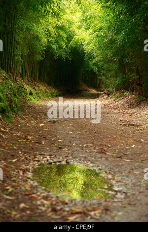 Wasserpfütze in Wanderweg umgeben von Bambus. Furnas, Sao Miguel, Azoren Stockfoto