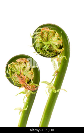 isoliert auf weißem zwei Farne Sprossen Spiralen Stockfoto