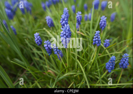 Kleine Trauben Hyazinthe Blüte im Frühling gemeinsame Trauben Hyazinthe Muscari Botryoides unter keimenden Rasen Stockfoto