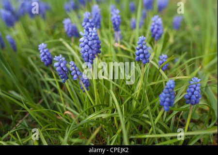 Kleine Trauben Hyazinthe Blüte im Frühling gemeinsame Trauben Hyazinthe Muscari Botryoides unter keimenden Rasen Stockfoto