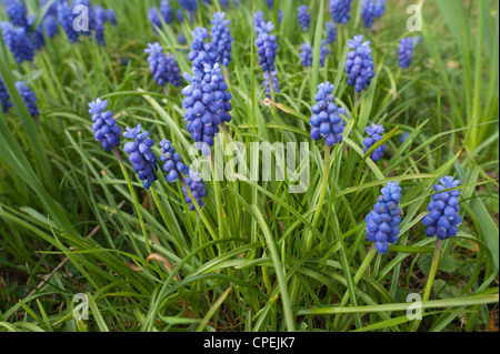 Kleine Trauben Hyazinthe Blüte im Frühling gemeinsame Trauben Hyazinthe Muscari Botryoides unter keimenden Rasen Stockfoto