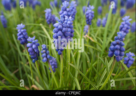 Kleine Trauben Hyazinthe Blüte im Frühling gemeinsame Trauben Hyazinthe Muscari Botryoides unter keimenden Rasen Stockfoto