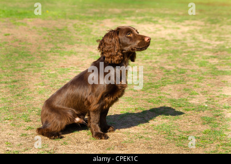 6 Monate alten arbeiten Welpen Cocker Spaniel einige Basic Ausbildung Stockfoto