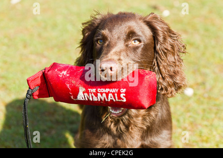 6 Monate alten arbeiten Welpen Cocker Spaniel einige Basic Ausbildung Stockfoto
