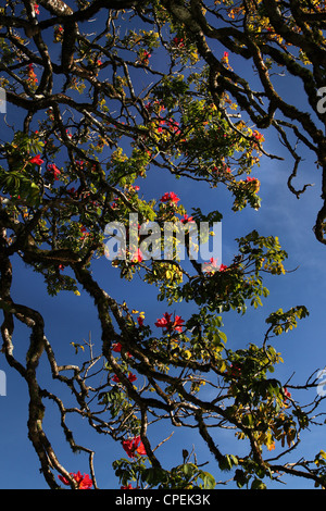 Beauiful Baum mit Zweigen und Blumen auf blauem Hintergrund Stockfoto