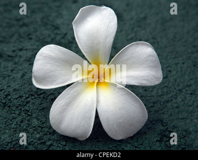 Nahaufnahme von Araliya Blume Plumeria Obtusa Sri Lanka Stockfoto