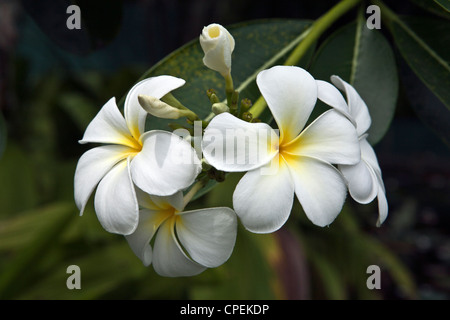 Nahaufnahme von Araliya Blume Plumeria Obtusa Sri Lanka Stockfoto