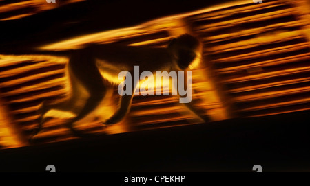 Wilde afrikanische Affen, Slow-Motion Blur Tier auf Sonnenuntergang, Kenya National Park Reserve, Masai Mara Safari ausgeführt Stockfoto