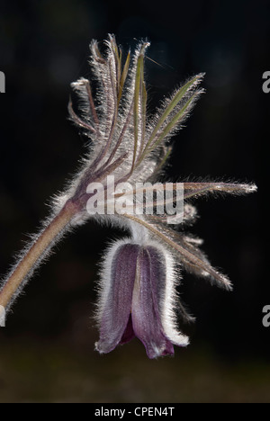 Eine Blume von Pulsatilla pratensis Stockfoto