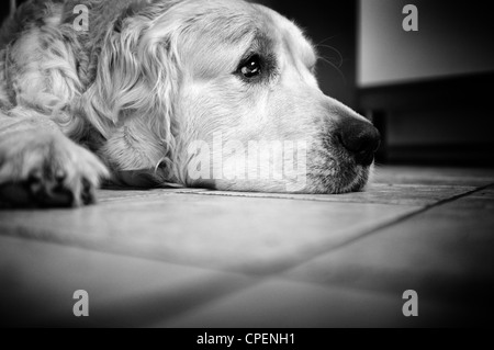 Golden Retriever Hund auf dem Boden liegend Stockfoto