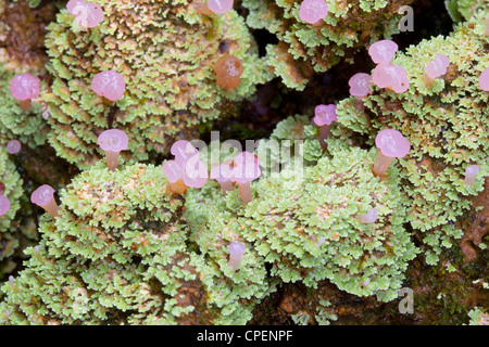 Ungewöhnliche Regenwald Flechten mit Fruchtbildung, Körper aus Ecuador Stockfoto