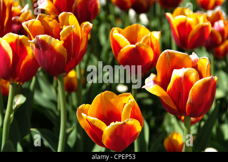 schöne Tulpen in gelb und rot gefärbt Stockfoto