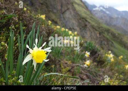 Wilde Narzissen in der Nähe des Col de Pause, Ariege, Midi-Pyrenäen, Frankreich. Stockfoto