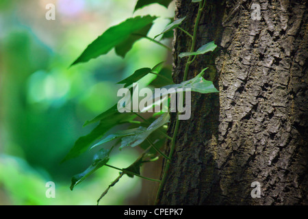 Schließen Sie klettern Efeublätter auf einer Baumrinde Stamm in die Wälder, abstrakte verschwommene Natur Hintergrund Stockfoto