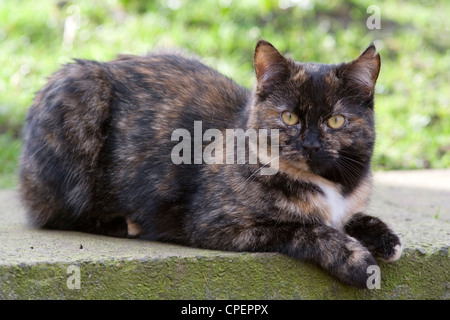 Dreifarbige Kätzchen aus Calico, die an der Wand sitzt Stockfoto