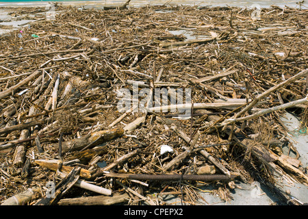 Treibholz an einem tropischen Strand an der Pazifikküste Ecuadors Stockfoto