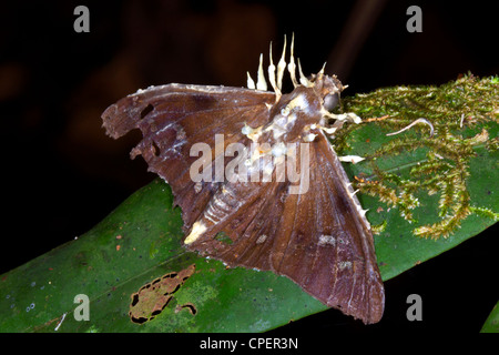 Motte, parasitiert und getötet durch Cordyceps Pilz im Regenwald Ecuadors Stockfoto