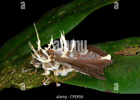Motte, parasitiert und getötet durch Cordyceps Pilz im Regenwald Ecuadors Stockfoto