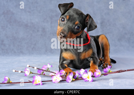 Zwergpinscher Welpen, 2,5 Monate alt Stockfoto