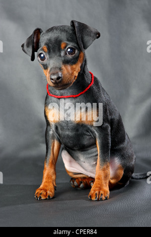 Zwergpinscher Welpen, 2,5 Monate alt Stockfoto