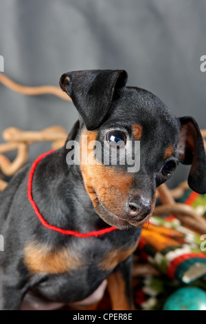 Zwergpinscher Welpen, 2,5 Monate alt Stockfoto