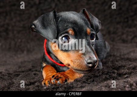 Zwergpinscher Welpen, 2,5 Monate alt Stockfoto