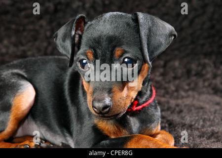 Zwergpinscher Welpen, 2,5 Monate alt Stockfoto