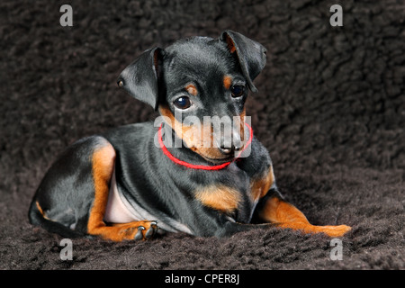 Zwergpinscher Welpen, 2,5 Monate alt Stockfoto