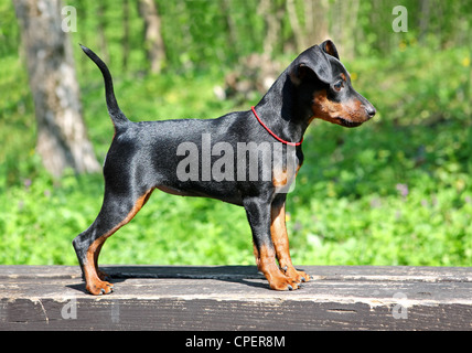 Zwergpinscher Welpen, 3 Monate alt Stockfoto