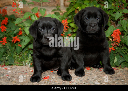 Zwei schwarze Labrador Retriever Welpen sitzen nebeneinander Stockfoto