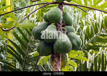 Papaya Fruchtreife auf einem Baum Stockfoto