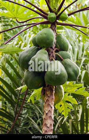 Papaya Fruchtreife auf einem Baum Stockfoto