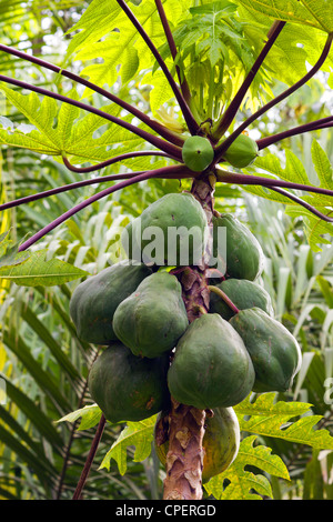 Papaya Fruchtreife auf einem Baum Stockfoto